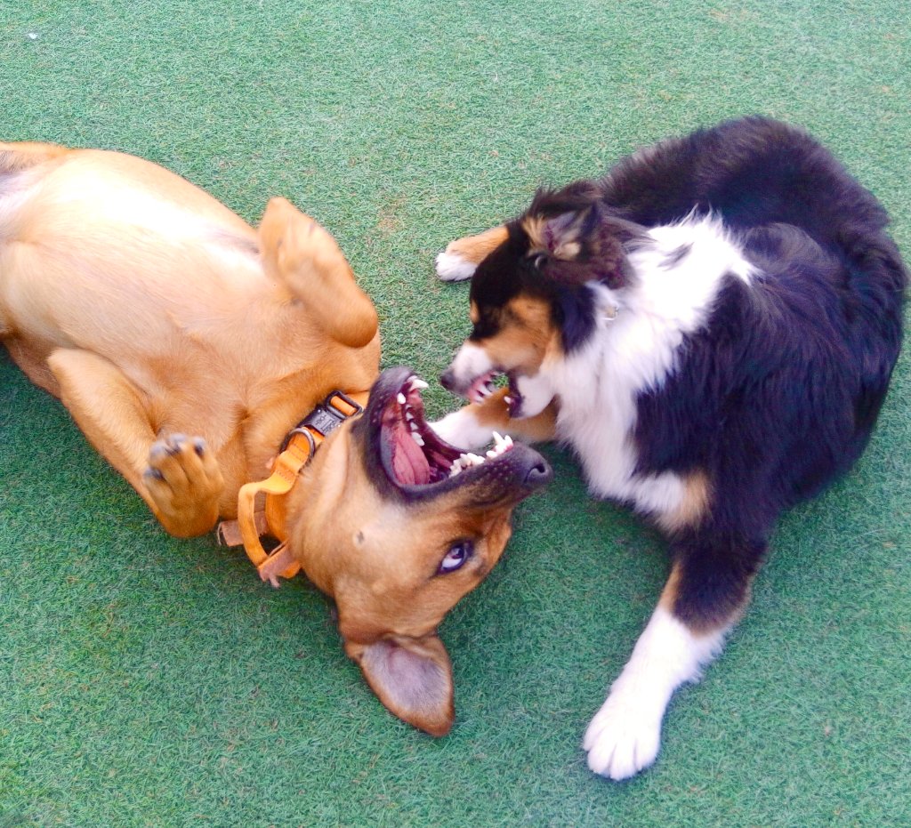 Happy pets at Happy Paws