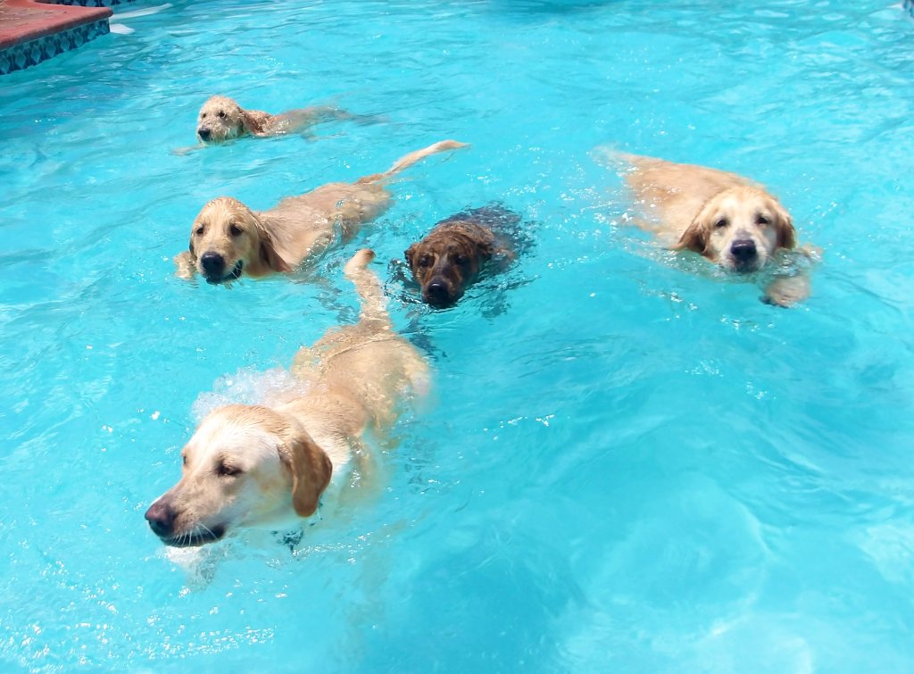 New clients at Happy Paws