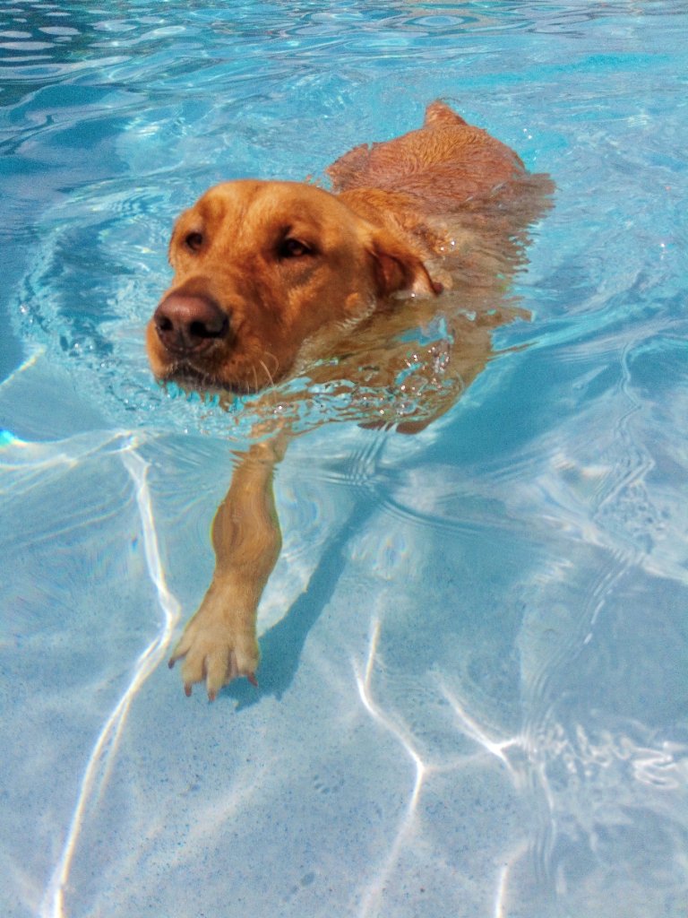 Happy pets at Happy Paws