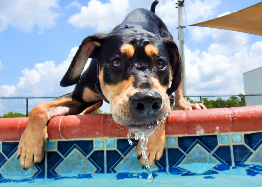 Happy pets at Happy Paws