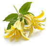 Ylang Ylang note