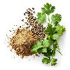 Coriander note