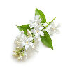 Jasmine Sambac note
