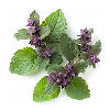 Patchouli note