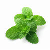 Mint note