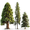 Cedar note