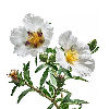 Labdanum note
