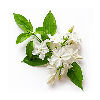 Jasmine note