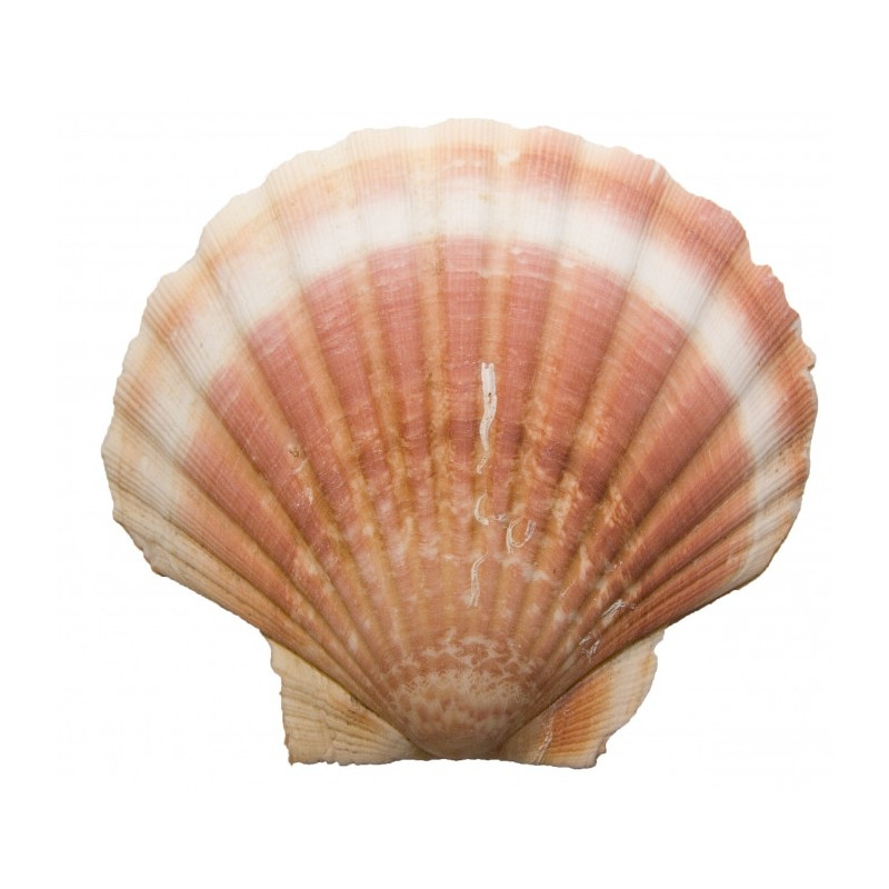 Coquille Saint-Jacques