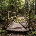 A wooden footbridge with a fallen tree branch resting on its deck crosses a small stream in a forest.