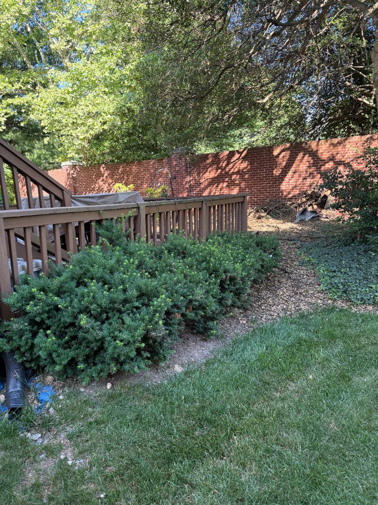 Backyard lawn care and shrub maintenance by Max's team