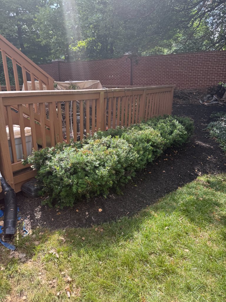 Backyard lawn care and shrub maintenance by Max's team