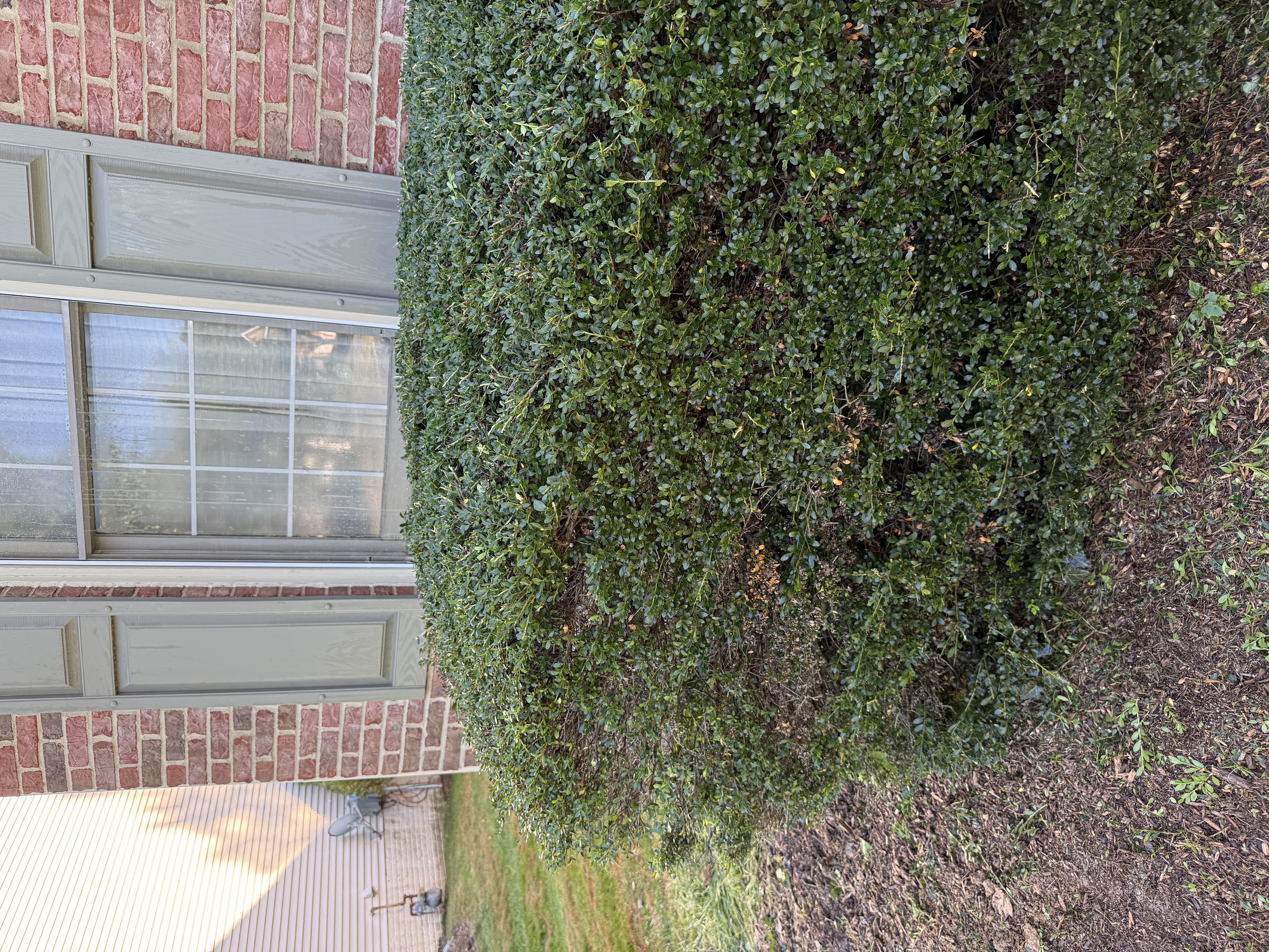 Neatly trimmed hedge after professional trimming in Northern Virginia