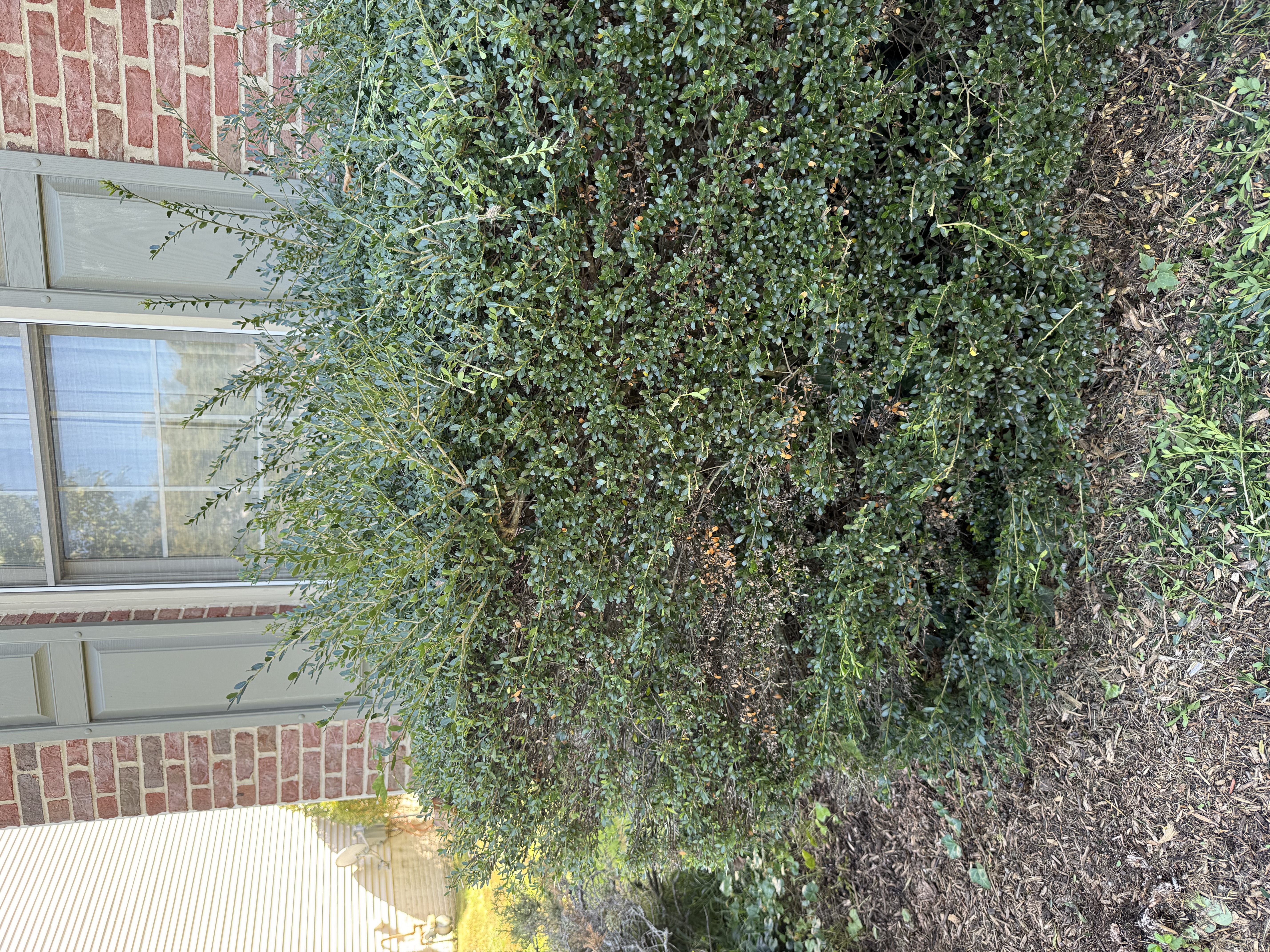 Overgrown hedge before trimming in Northern Virginia