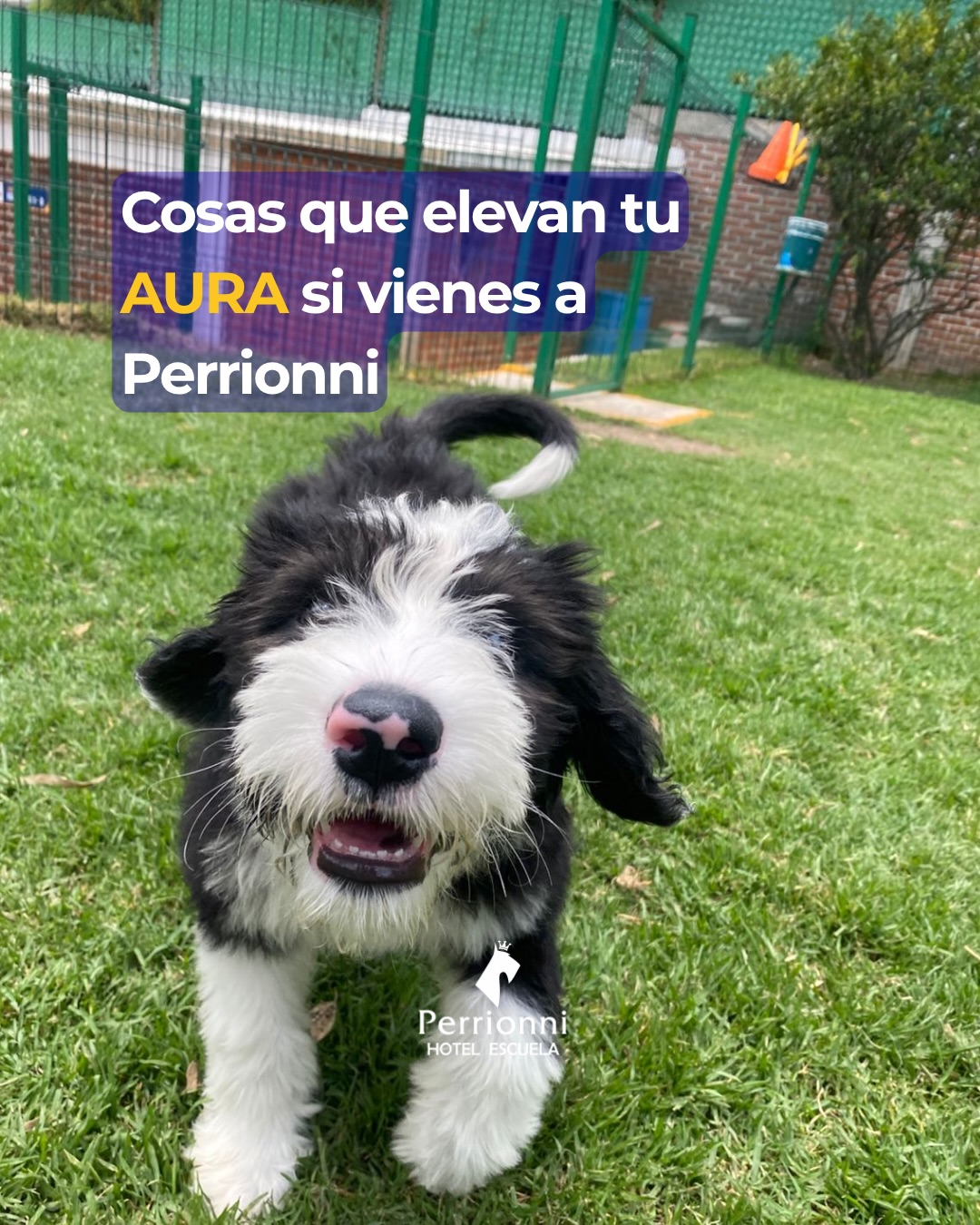 Cosas que elevan tu AURA si vienes a Perrionni