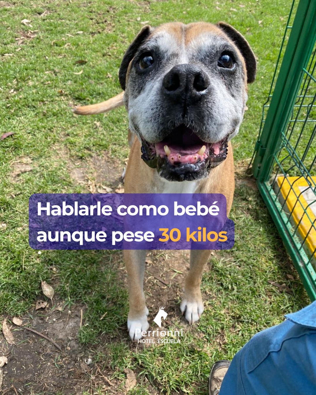 Hablarle como bebé aunque pese 30 kilos