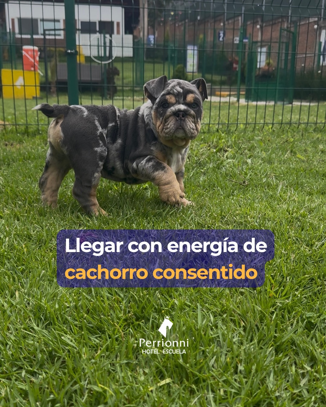 Llegar con energía de cachorro consentido