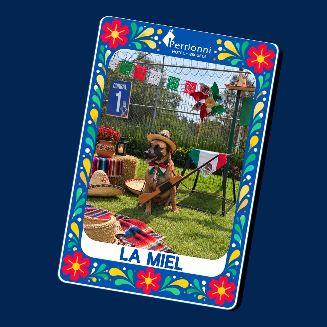 Carta LA MIEL — Lotería Perrionni