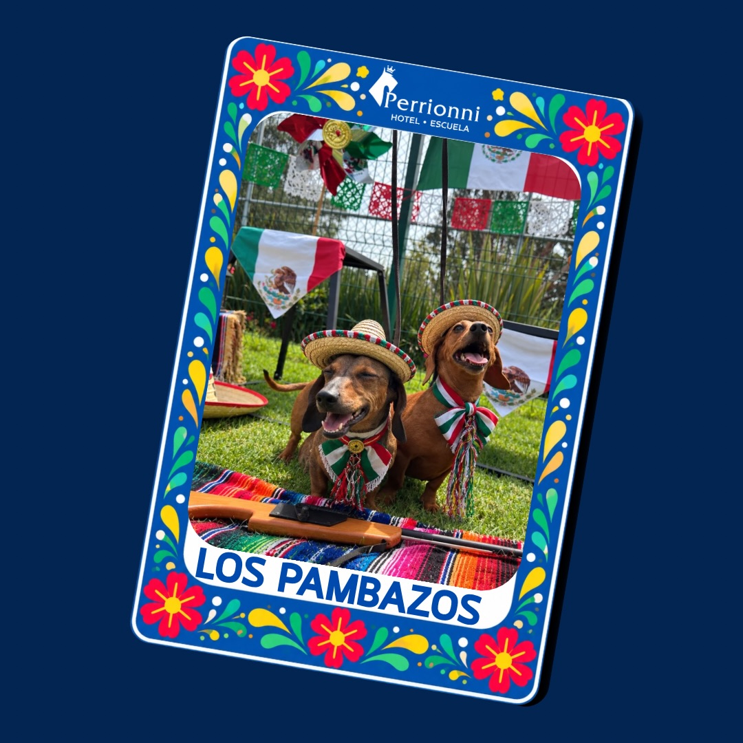 Carta LOS PAMBAZOS — Lotería Perrionni