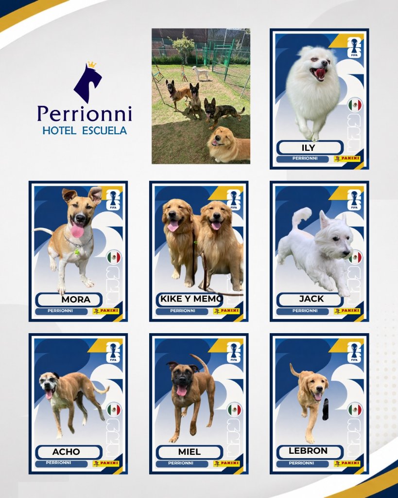 Álbum Perrionni 5