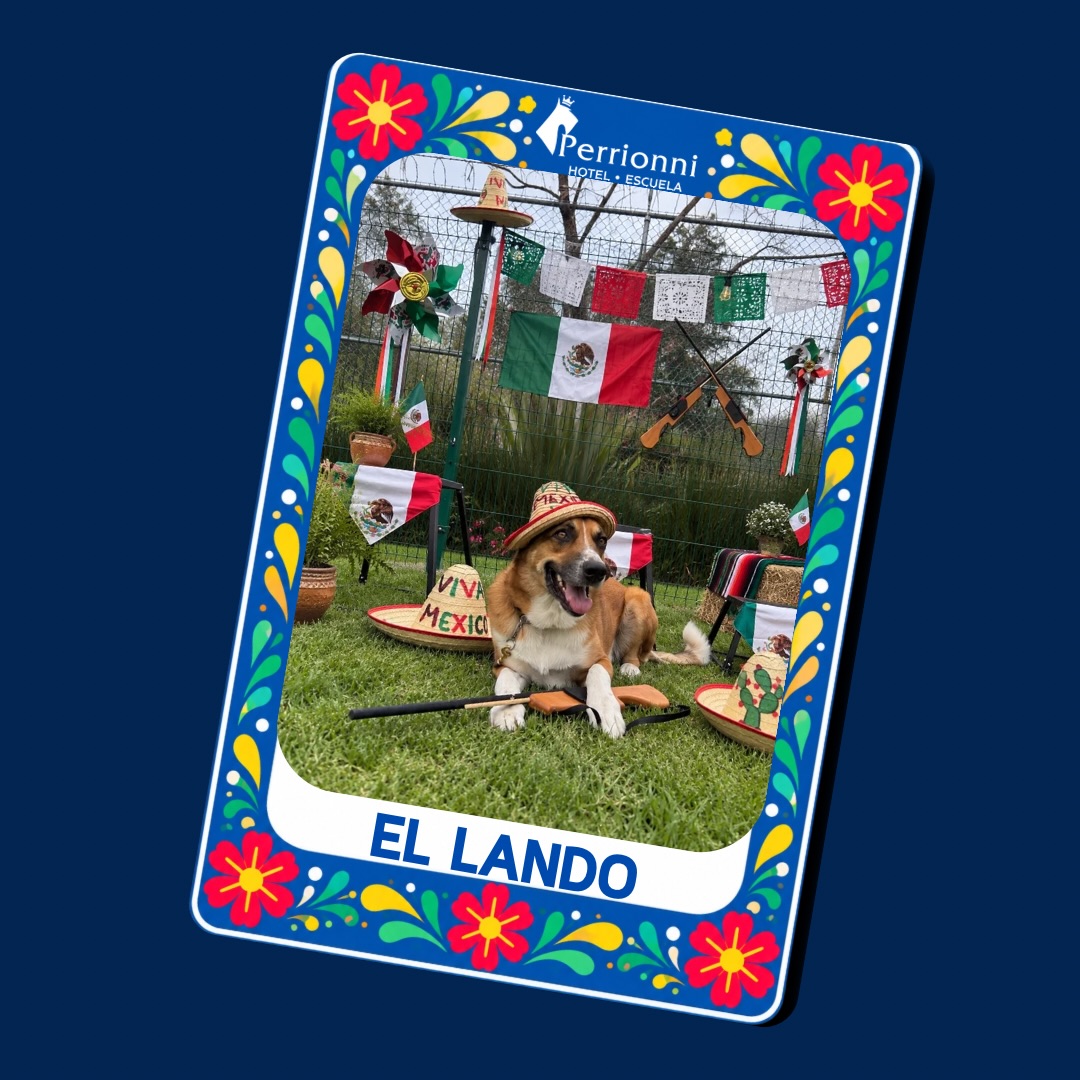 Carta EL LANDO — Lotería Perrionni