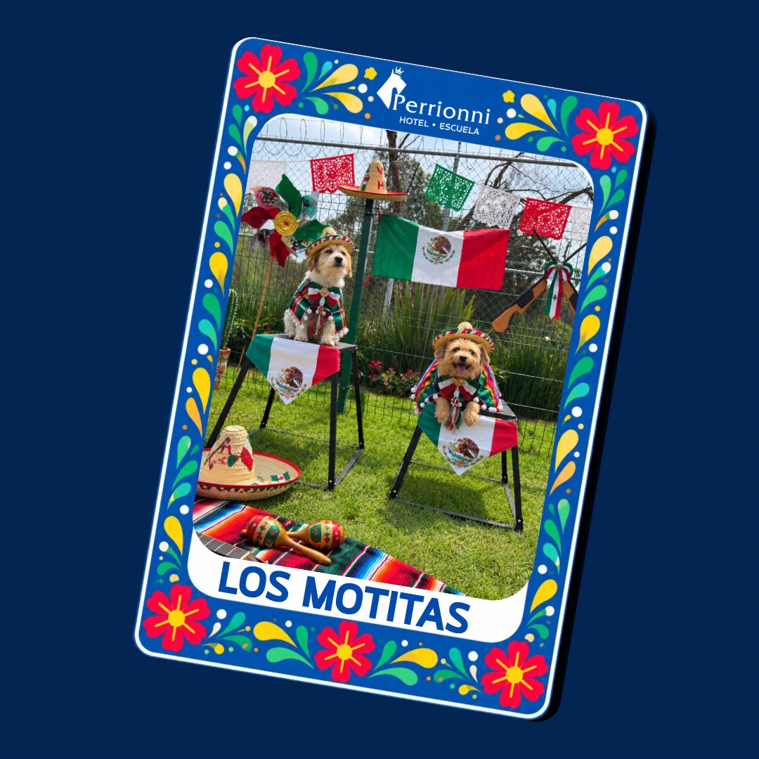 Carta LOS MOTITAS — Lotería Perrionni