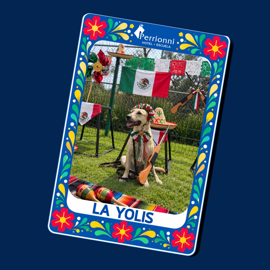 Carta LA YOLIS — Lotería Perrionni