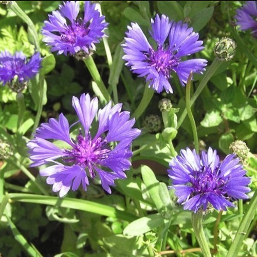 Cornflower