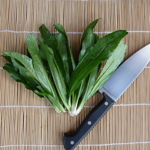 Culantro
