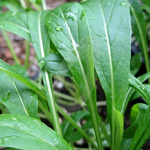Mizuna