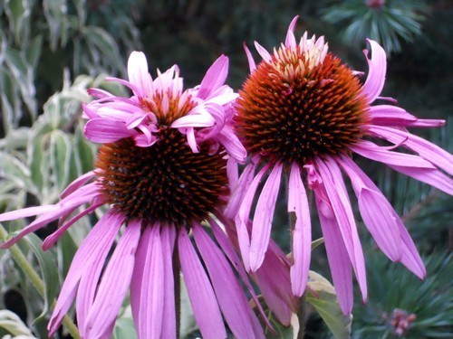Purple Coneflower