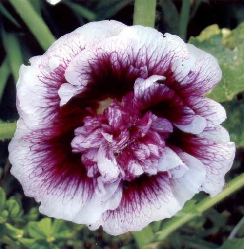 Blackcurrant