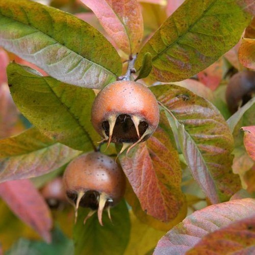 Medlar