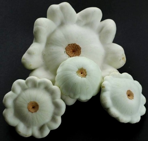 Ash Gourd