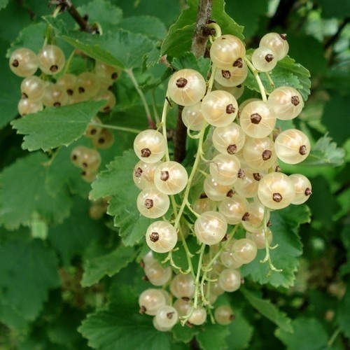 Whitecurrant