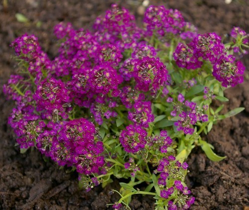 Sweet Alyssum