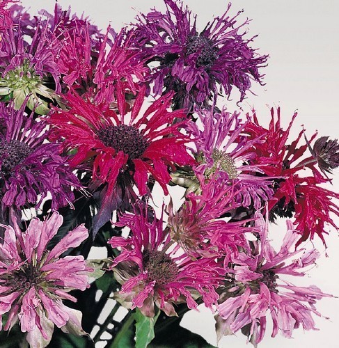 Bee Balm