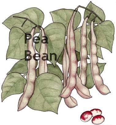 French Bean