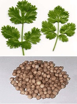 Coriander