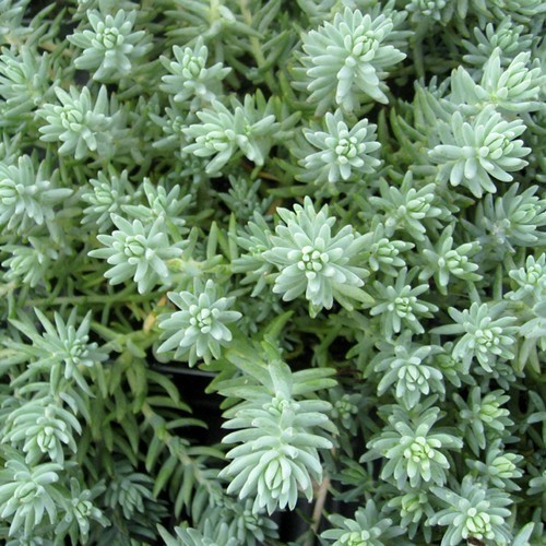 Sedum