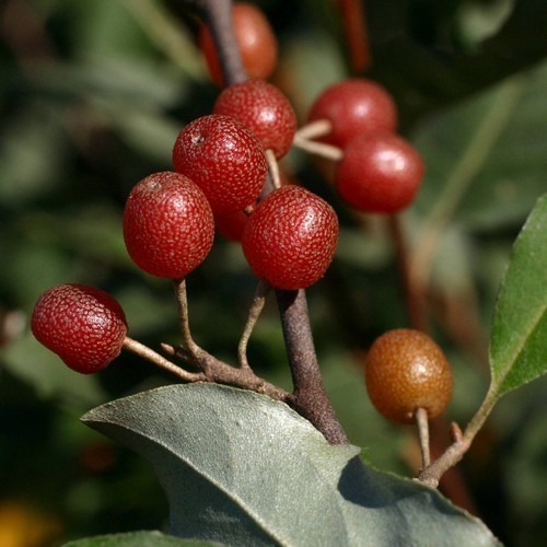 Olive