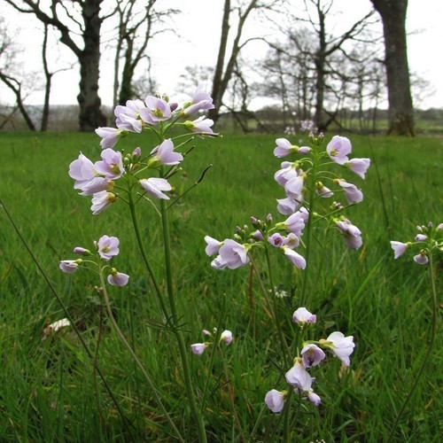 Watercress