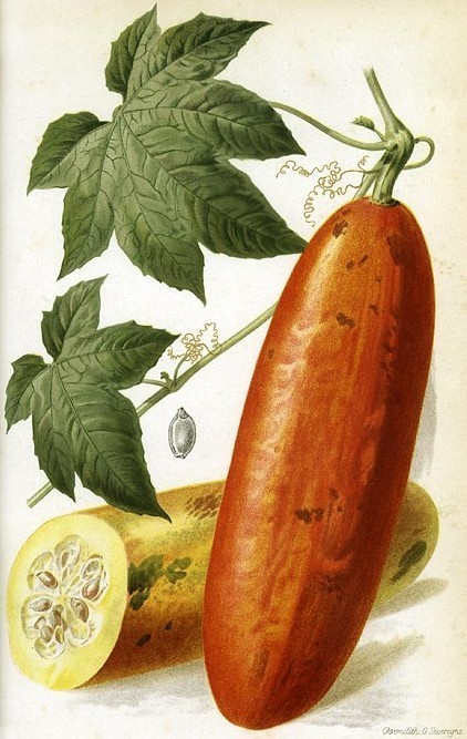 Banana