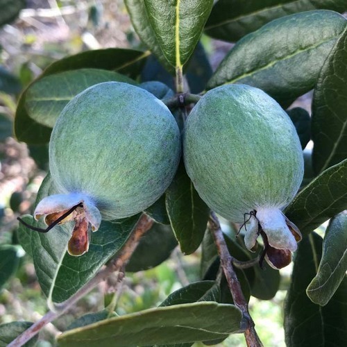 Guava