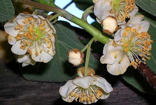 Kiwifruit