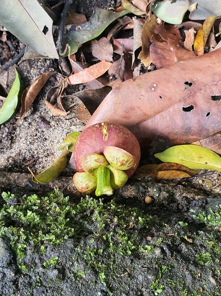 Mangosteen