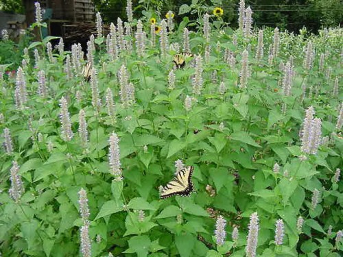 Anise Hyssop