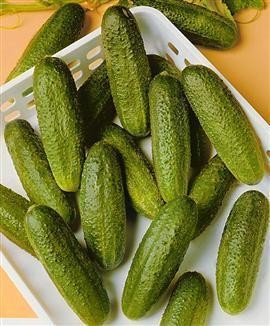 Cucumber