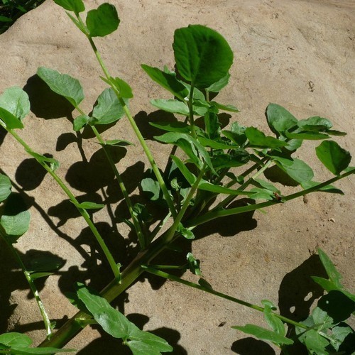Nasturtium