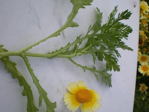 Chrysanthemum
